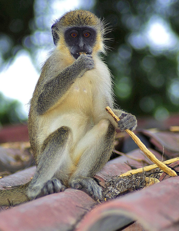 Historia Natural de la Macaronesia